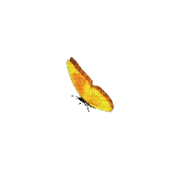 halloween butterfly-orange papillon
