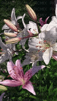 FLOWERS - GIF animado grátis