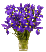 Iris  fleursMiriella - Бесплатный анимированный гифка