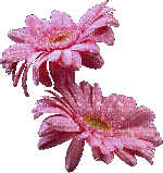 Fleurs.Flower.Pink.Victoriabea - Bezmaksas animēts GIF