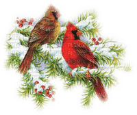 cardinals - PNG gratuit