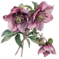 Hellebore - δωρεάν png