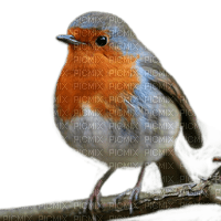 Vogel, Rotkelchen, Bird, Robin - PNG gratuit