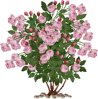 kwiaty - GIF animate gratis