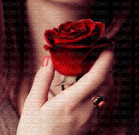 woman femme gif anime rose red flower fleur hand fond background hintergrund  image - GIF animate gratis