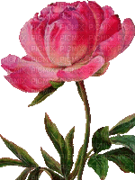 Pfingstrose, Blume - Безплатен анимиран GIF