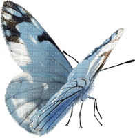 blue butterfly sunshine3 - zadarmo png