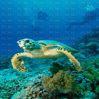 turtle bg gif 3 d fond sous-marin tortue