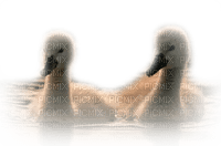 Tube Animaux Canard - png gratuito