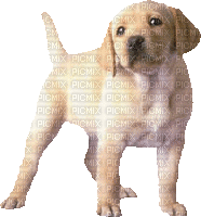 chien HD - 無料のアニメーション GIF