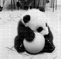 panda - 免费动画 GIF