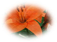 patymirabelle fleurs - PNG gratuit