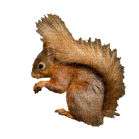 écureuil roux - GIF animado gratis