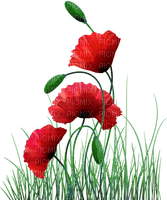loly33 coquelicot - png grátis