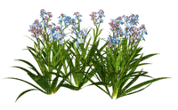 Forget-Me-Not Flowers - безплатен png