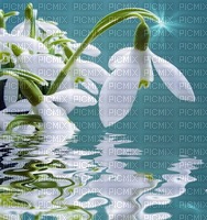 Snowdrop - 免费PNG