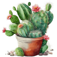 cactus Bb2 - png gratis