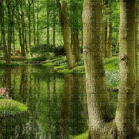 Background Forest - Bezmaksas animēts GIF