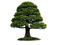 tree baum bush busch - 免费PNG