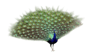 pavo real - δωρεάν png