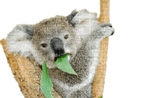 Australia animals koala bp - png grátis