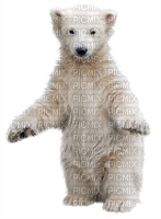 Kaz_Creations Polar Bear - zdarma png