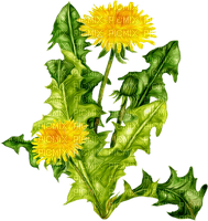 Kaz_Creations Deco Flowers Dandelion Flower - gratis png