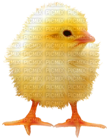 Chick.Yellow.Orange - png grátis