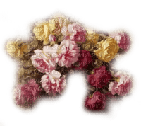 flores  rosas  dubravka4 - PNG gratuit