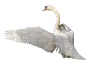 Kaz_Creations Swans Swan Birds - фрее пнг