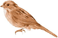 ani-fågel-brun - Darmowy animowany GIF