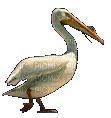 pelican - Gratis geanimeerde GIF