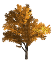 Autumn Tree - png gratuito