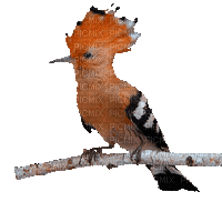 Птица - GIF animado grátis