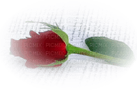rose rouge - PNG gratuit