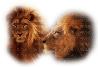 minou-animal-lejon-lion - фрее пнг