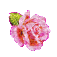 pink rose - GIF animado grátis