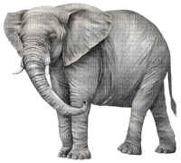 Kaz_Creations Animals Elephant - ücretsiz png