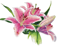 pink lilies Bb2 - Free PNG