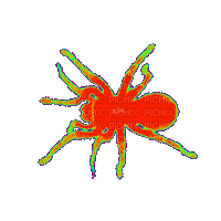 aze araignée - Δωρεάν κινούμενο GIF