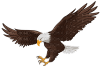 eagle - besplatni png