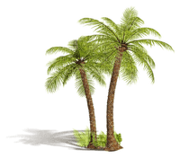 palm - 免费PNG