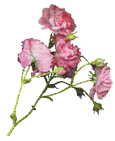 soave deco flowers animated branch rose pink