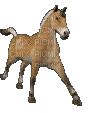 fjord horse galloping - GIF animate gratis