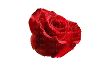 New roses Augenia made with love. - Ingyenes animált GIF