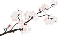 cherry blossom branch - PNG gratuit