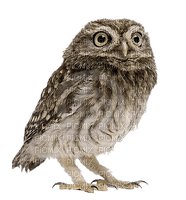 Owls - png gratis