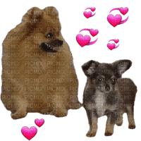 Pomeranian/Chihuahua - png gratis