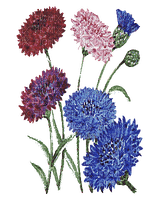 Kwiaty łąka 22 - бесплатно png