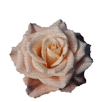 Rose.Fleur.Flower.gif.Victoriabea - Δωρεάν κινούμενο GIF